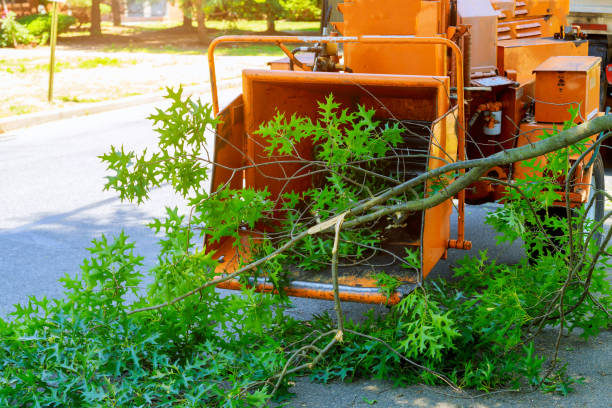 Best Lawn Maintenance Plans  in Blountstown, FL
