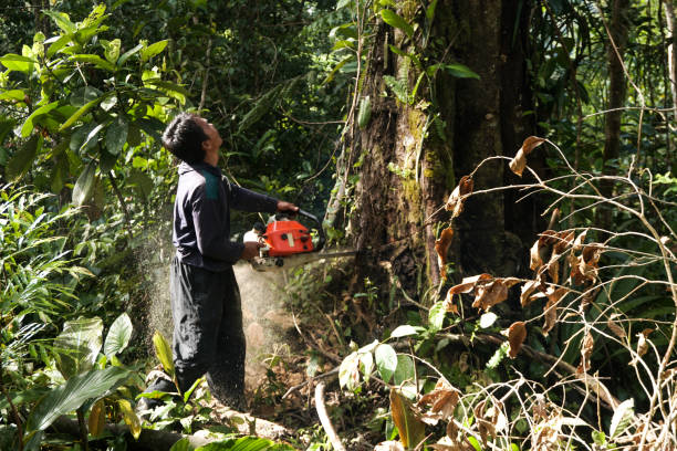Best Hazardous Tree Removal  in Blountstown, FL