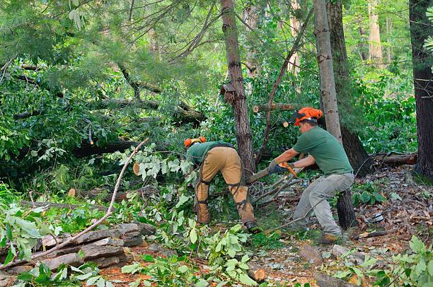 Best Root Management and Removal  in Blountstown, FL