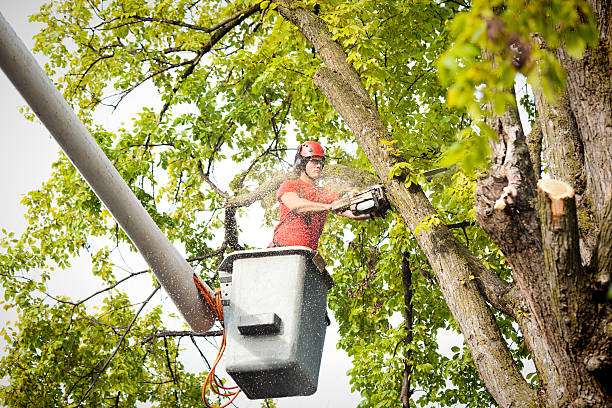 Reliable Blountstown, FL Tree Services Solutions